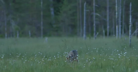 Wolf from Finland, in the green meadow. Gray wolf, Canis lupus, in the spring li 動画素材 164882207