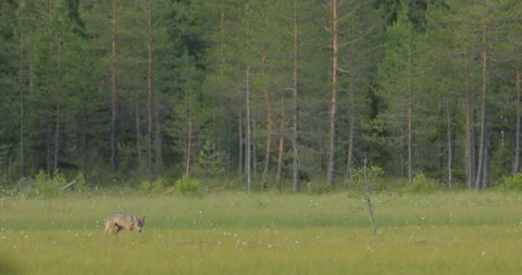 Wolf from Finland, in the green meadow. Gray wolf, Canis lupus, in the spring li Video stock 164882722