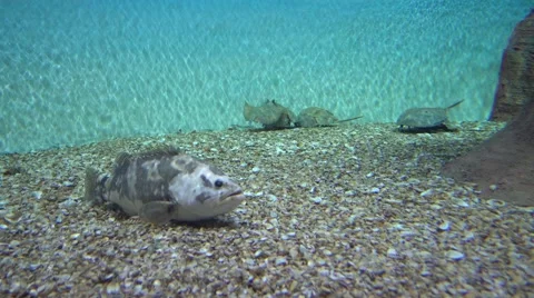 Wolf fish and ray in aquarium Stock Footage
