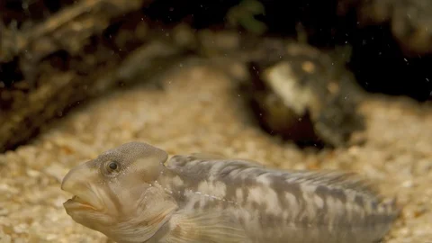 Wolf fish sitting on the ground Stock Footage 105380045