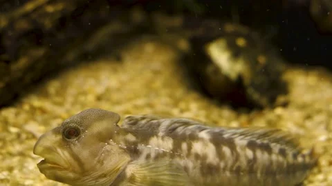 Wolf fish sitting on the ground, Stock Footage 139115711