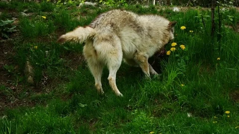 Wolf food Stock Footage 76098539