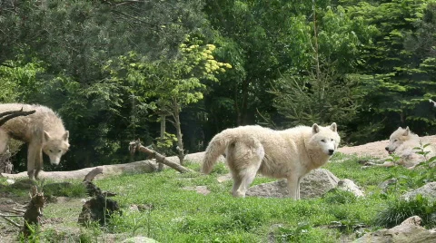 Wolf Stock Footage 493532