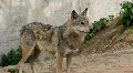 Wolf HD Footage