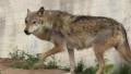 Wolf HD Footage
