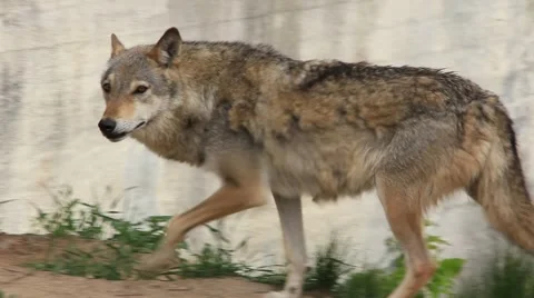 Wolf Stock-Footage 883068