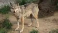 Wolf HD Footage