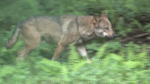 Wolf Stockbeeldmateriaal 943564