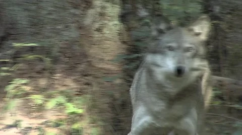 Wolf  Video stock 948492