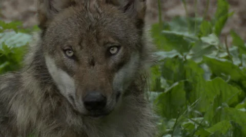 Wolf Stock Footage