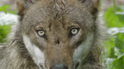 Wolf Video stock 7746386