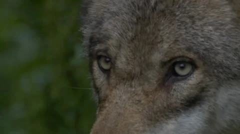 Wolf Stock Footage 7746433