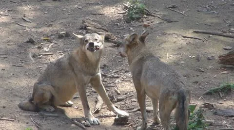 Wolf Stock-Footage 8853488