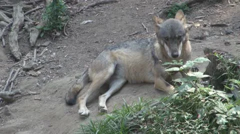 Wolf Vidéo 8853489