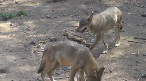 Wolf Видео 8853493