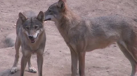 Wolf Vídeos de archivo 8853494