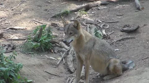 Wolf Vidéo 8853516