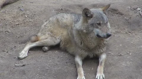 Wolf Видео 8853547
