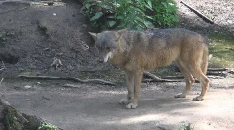 Wolf Vídeos de archivo 8853558