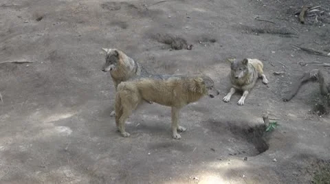 Wolf Video stock 8853577
