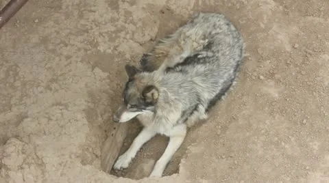 Wolf Stock Footage 11628829