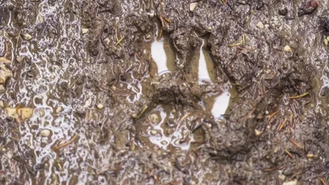 Wolf footprint Stock Footage 302885170