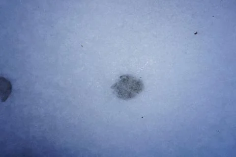 Wolf footprints in the snow Stock Photos