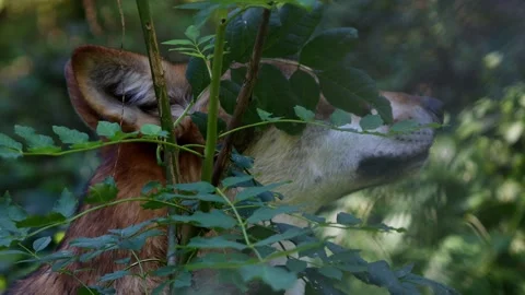 A wolf in the forest 4k 25fps video Stockbeeldmateriaal 282045324