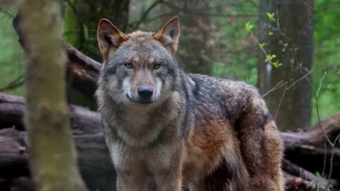 A wolf in the forest 4k 25fps video Stock-Footage 289681101