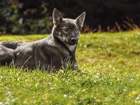 Wolf in a forest clearing on a sunny summer day. Animals in the wild. Stock Photos