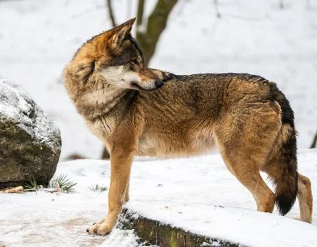 Wolf In Forest During Winter Stock Photos