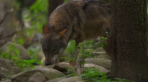 Wolf in a forest Stock Footage 68939826