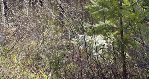 Wolf in forest Stock Footage 232545746