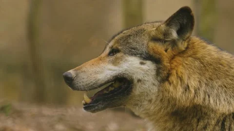 Wolf in the forest  Stock Footage 238953340