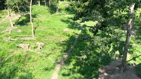 Wolf in the forest Stock Footage 246830590