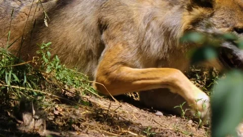 A Wolf in the forest Stock Footage 253552216