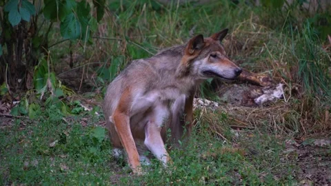A Wolf in the forest Stock Footage 254299048