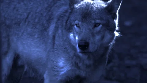 Wolf in the forest by moonlight Stock Footage 168329164