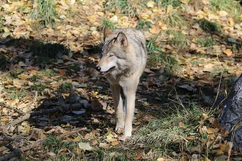 Wolf in forest Stock Photos