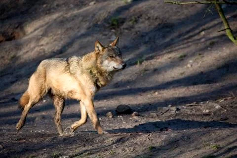 Wolf in the forest Stock Photos