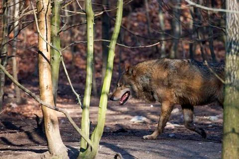 Wolf in the forest Stock Photos
