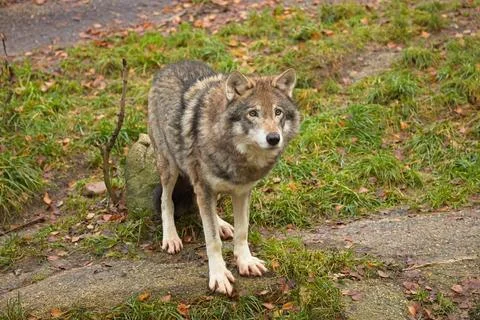Wolf in forest. Stock Photos