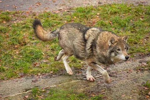 Wolf in forest. Stock Photos