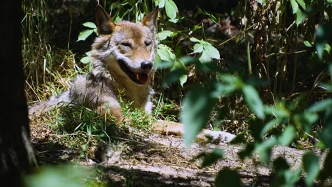 A Wolf in the forest resting Stock Footage 255011146