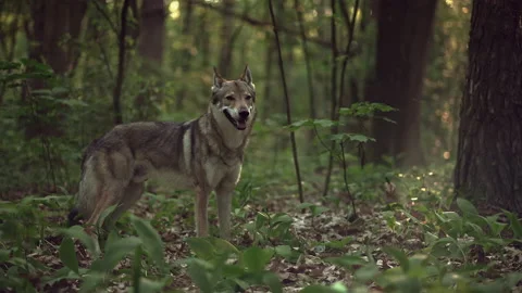 Wolf in the forest stands and look around. Stock-Footage 155849177