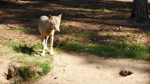 The wolf in the forest was afraid of the hunter. 스톡 동영상 282858988