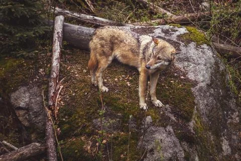 Wolf in the forest - wolf standing on a large stone Stock Photos