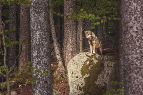 Wolf in the forest - wolf standing on a large stone Stock Photos