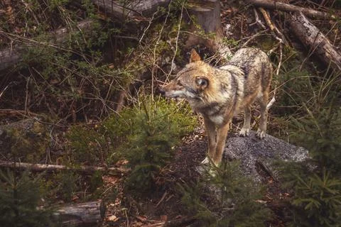 Wolf in the forest - wolf standing on a large stone Stock Photos