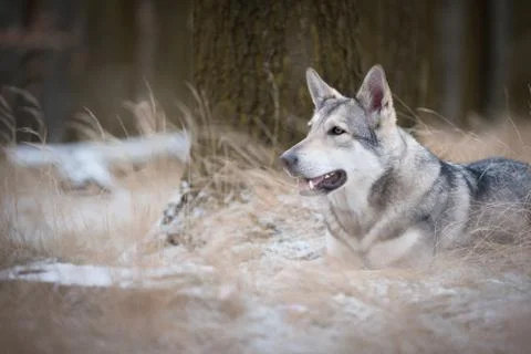 Wolf in forrest in winter Stock Photos